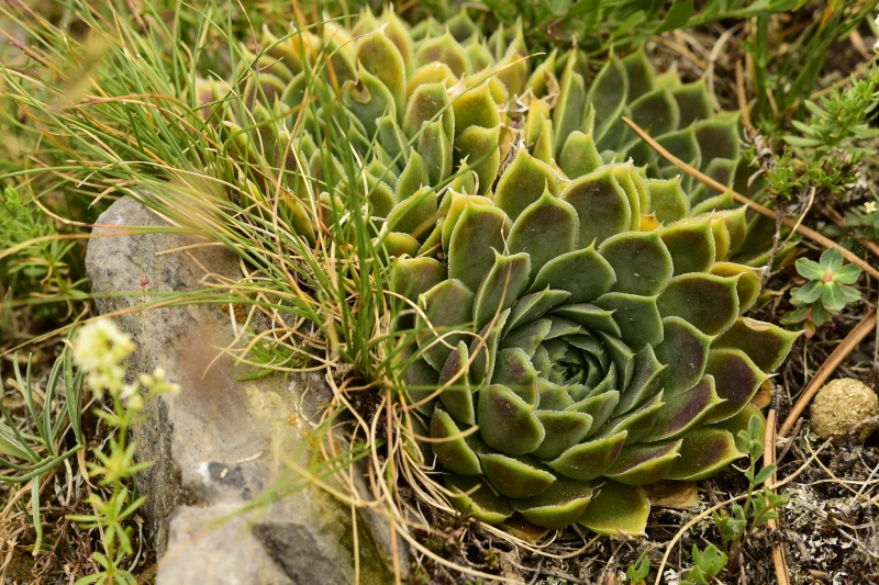 heuffelii from Chrondromesorachi