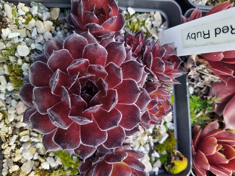 Red Ruby