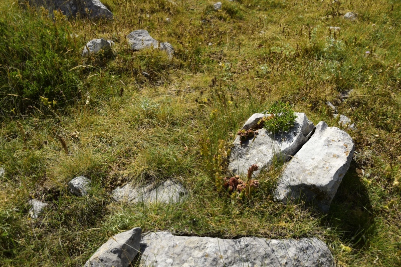 marmoreum ssp. marmoreum from Astraka, Hütte