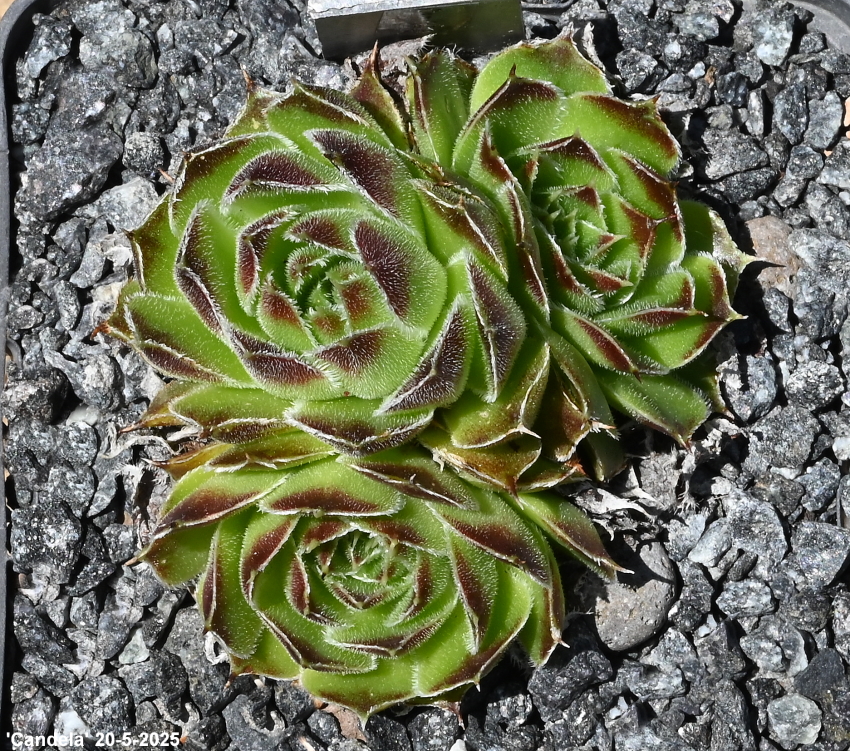 Candela / Jovi