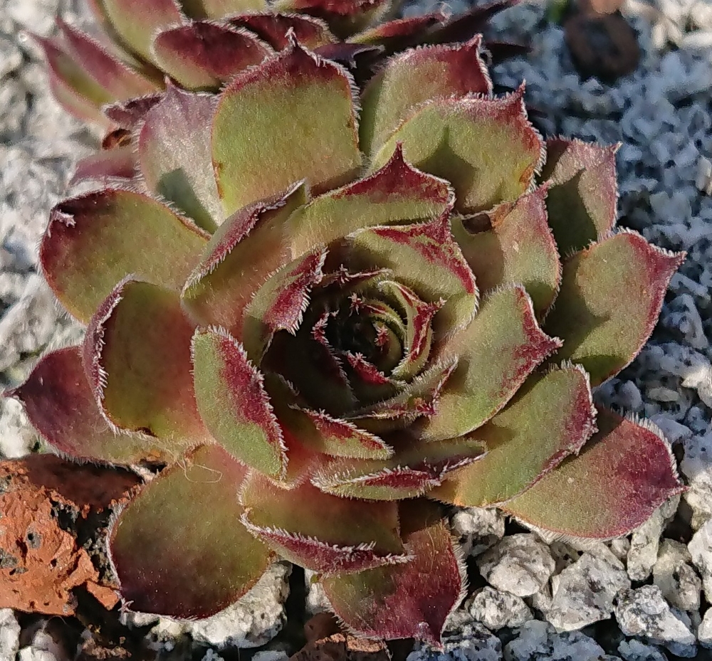Myrrhine