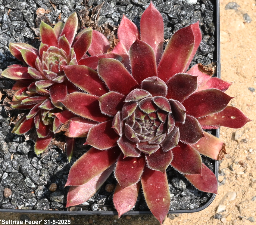 Seltrisa Feuer