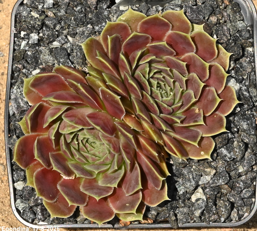 Egondina / Jovi