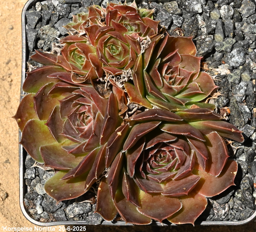 Korspelse Nonitta / Jovi
