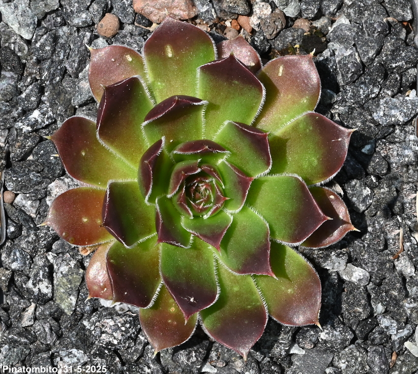 Pinatombito / Jovi