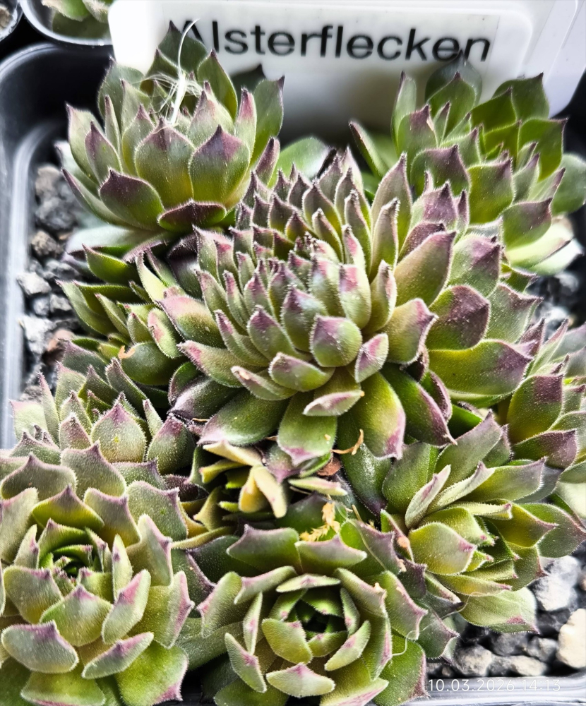 Alsterflecken