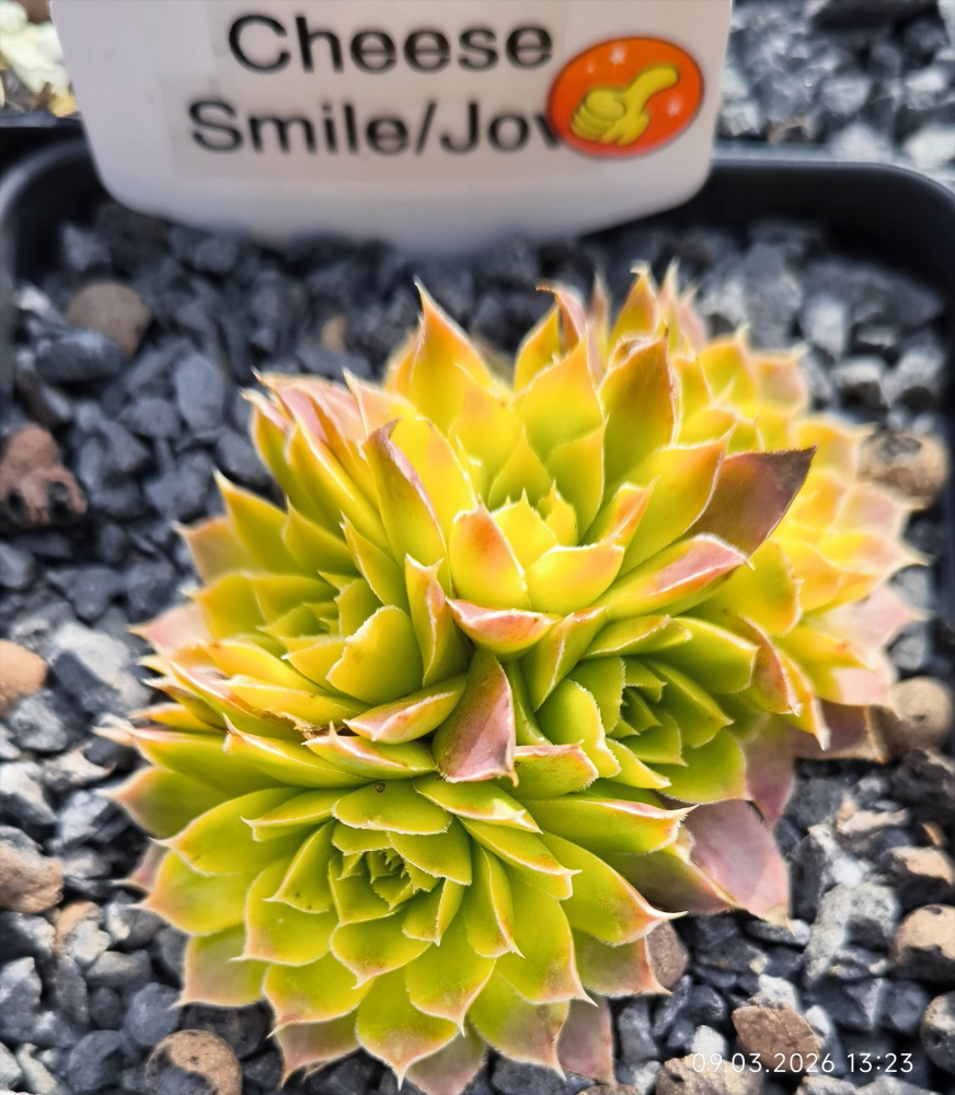 Cheese Smile / Jovi