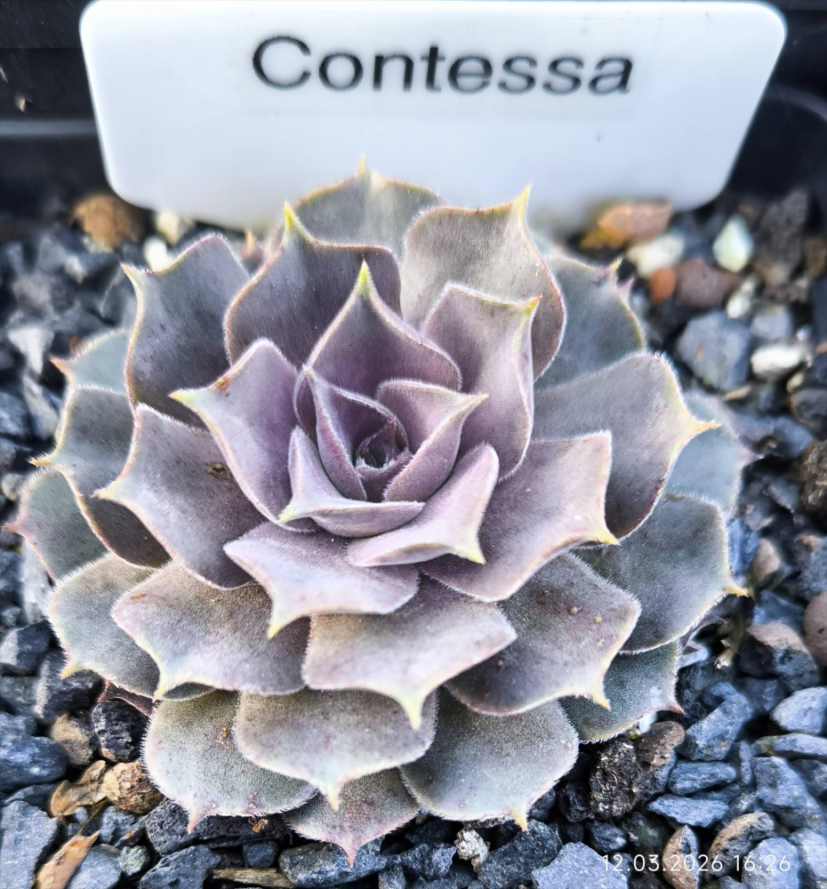 Contessa