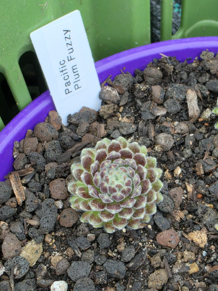 Pacific Plum Fuzzy