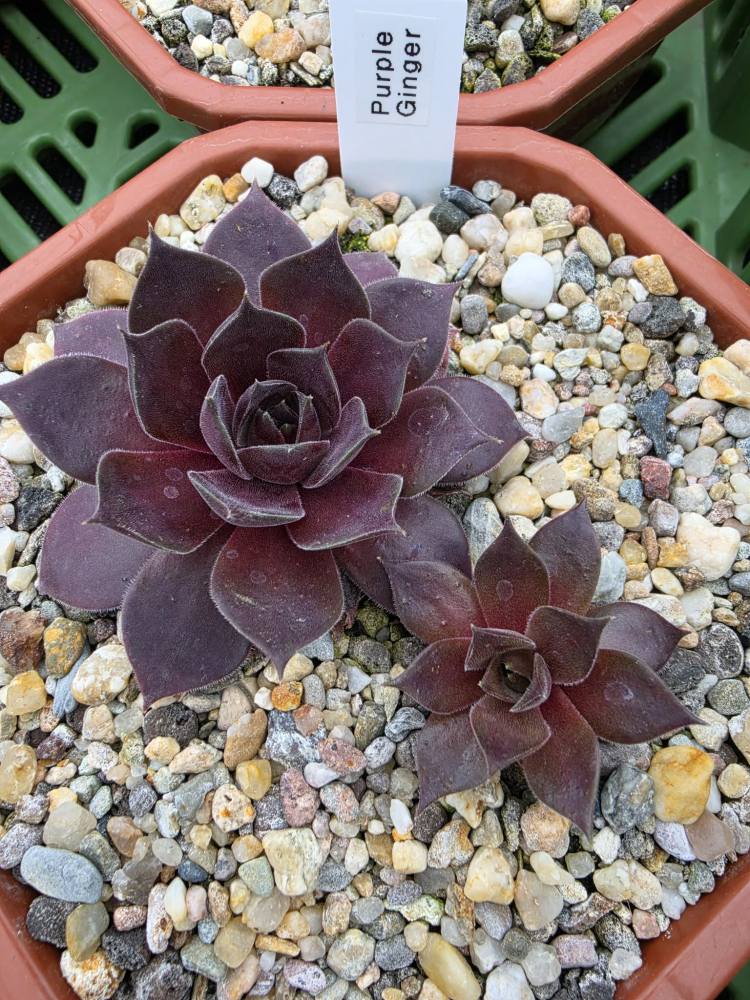 Purple Ginger