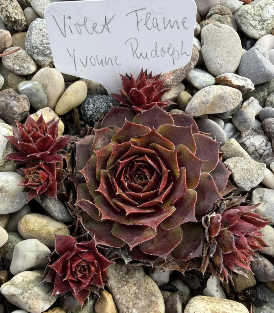 Violet Flame (NNG)