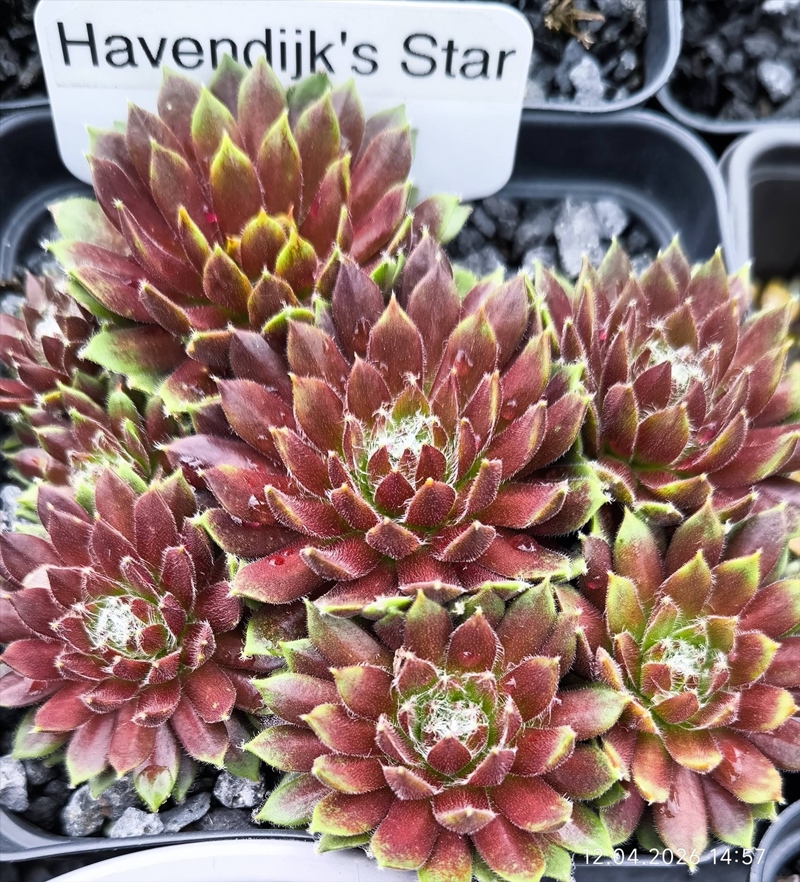 Havendijks Star