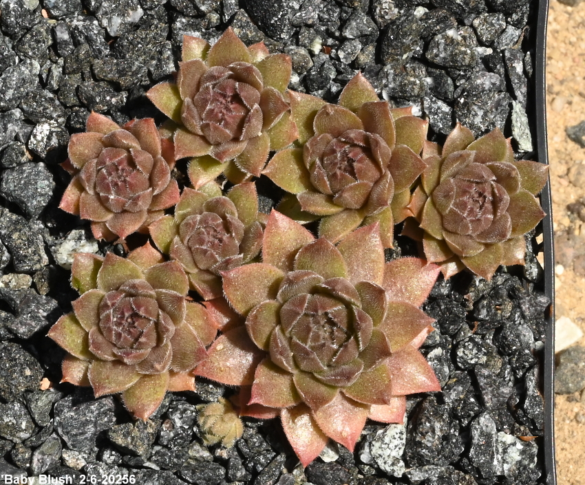 Baby Blush