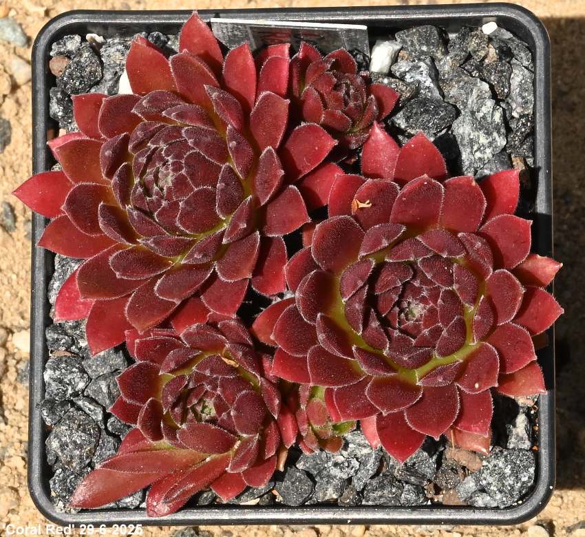 Coral Red®