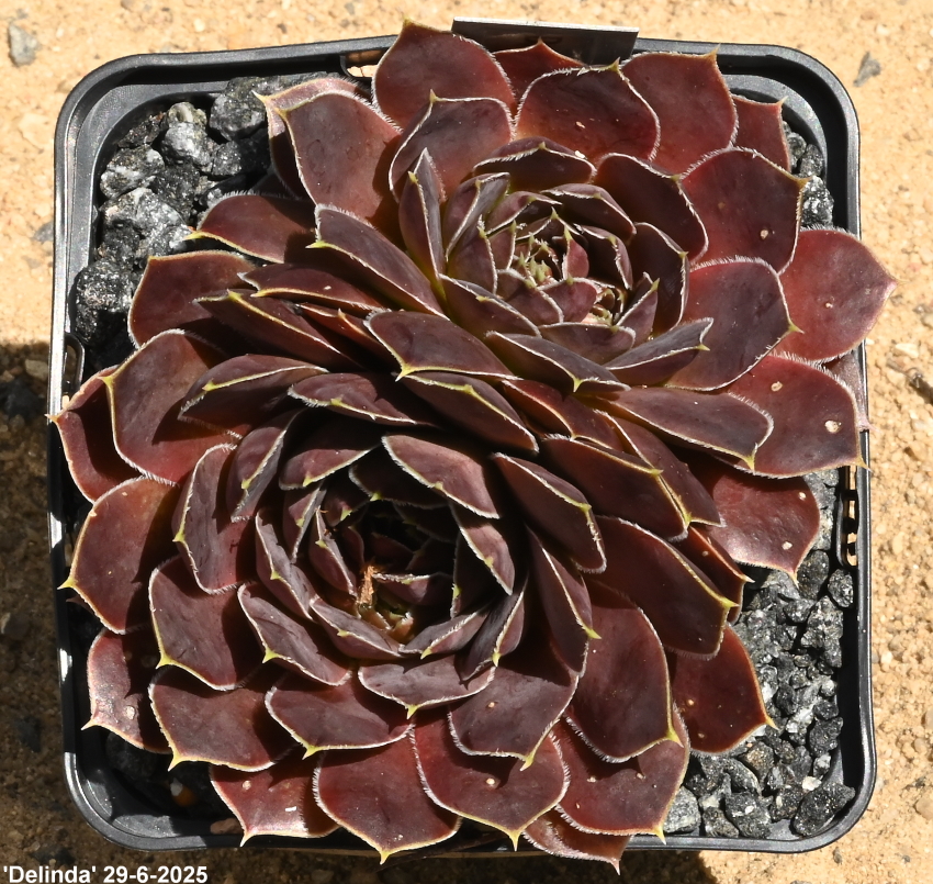 Delinda / Jovi