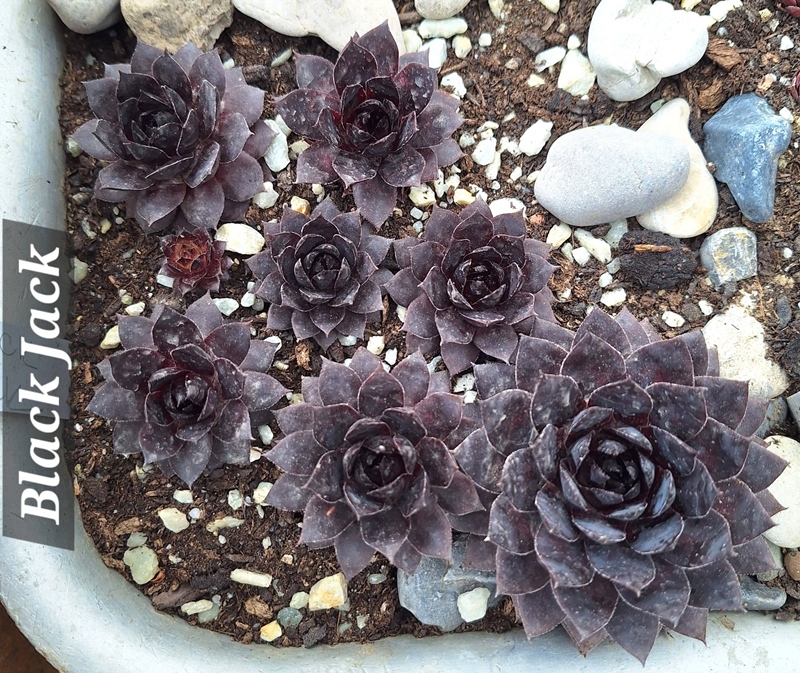 Black Jack
