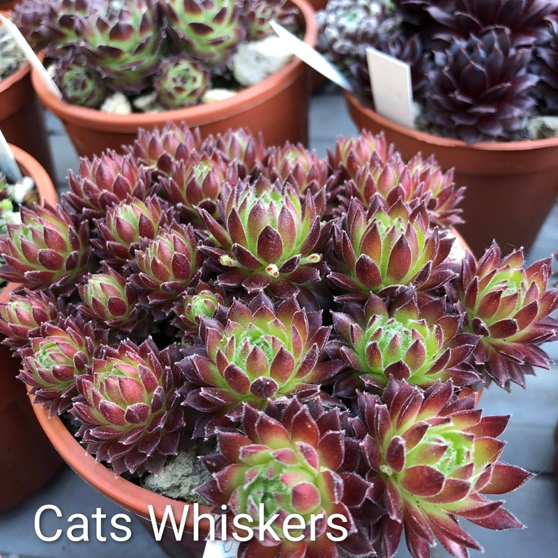 Cats Whiskers