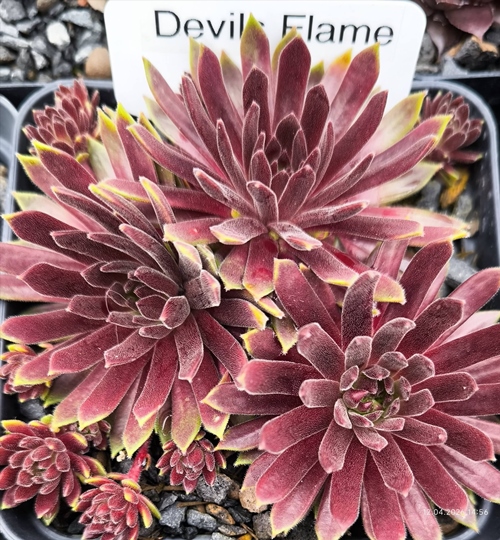 Devils Flame