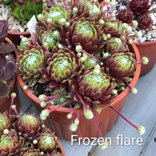 Frozen Flare (NNG)