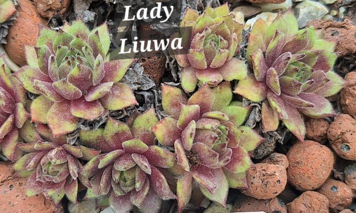 Lady Liuwa