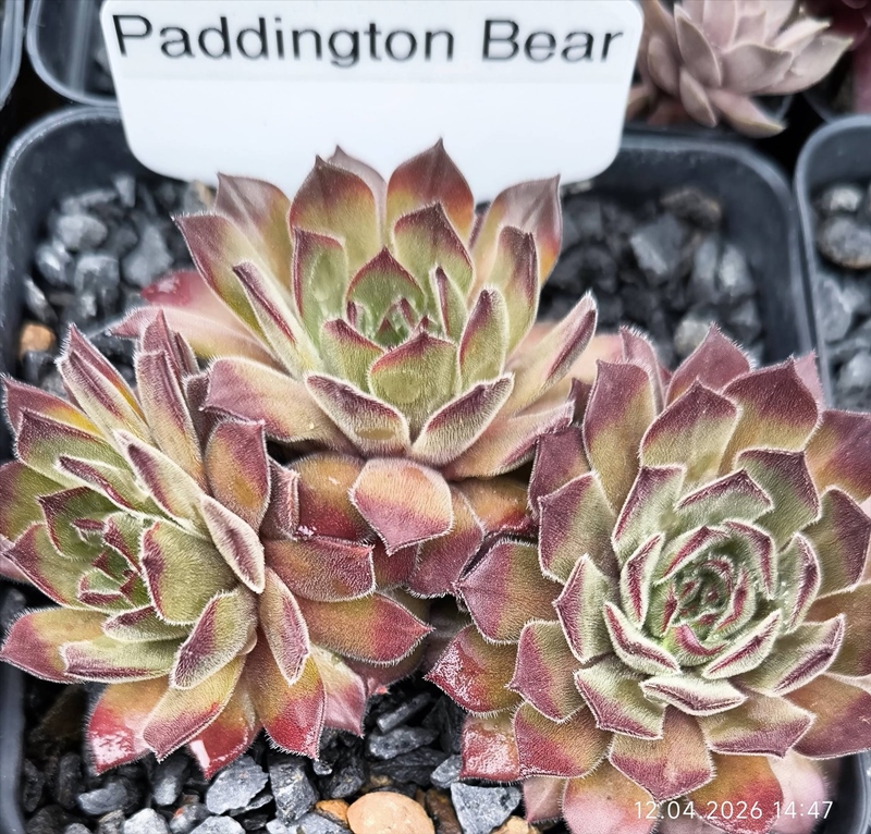 Paddington Bear
