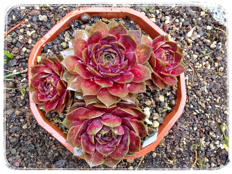 Rosenzobels Big Mama