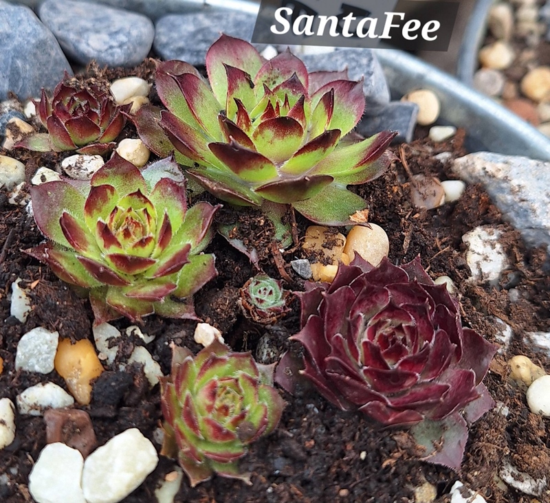 SantaFee