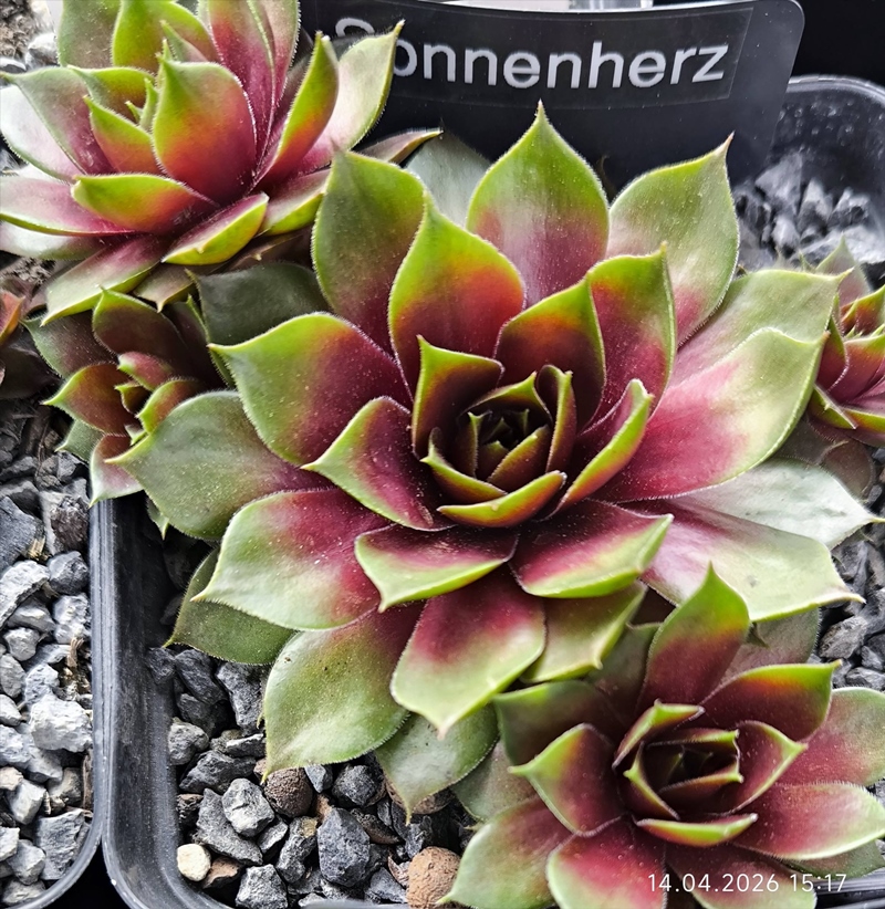 Sonnenherz