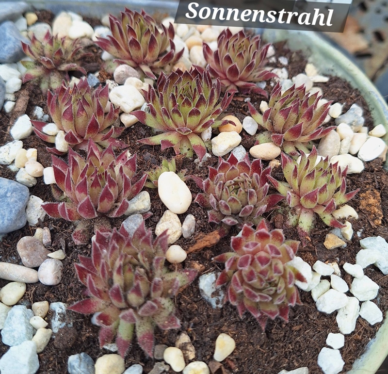 Sonnenstrahl