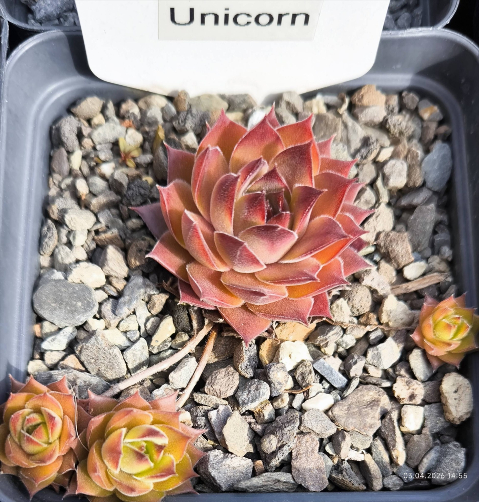Unicorn