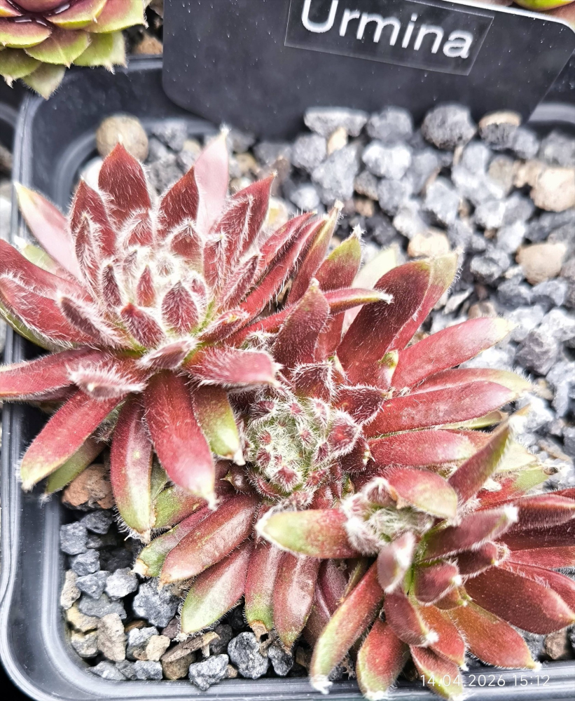 Urmina