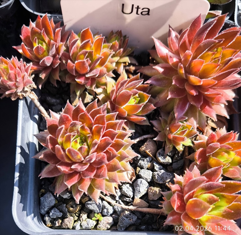 Uta