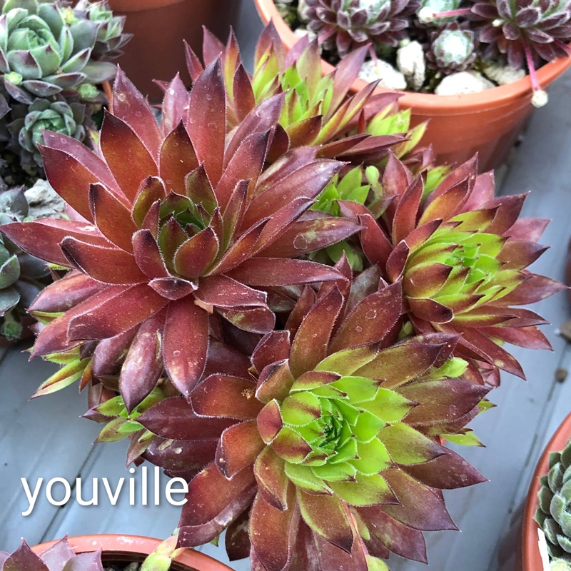 Youville