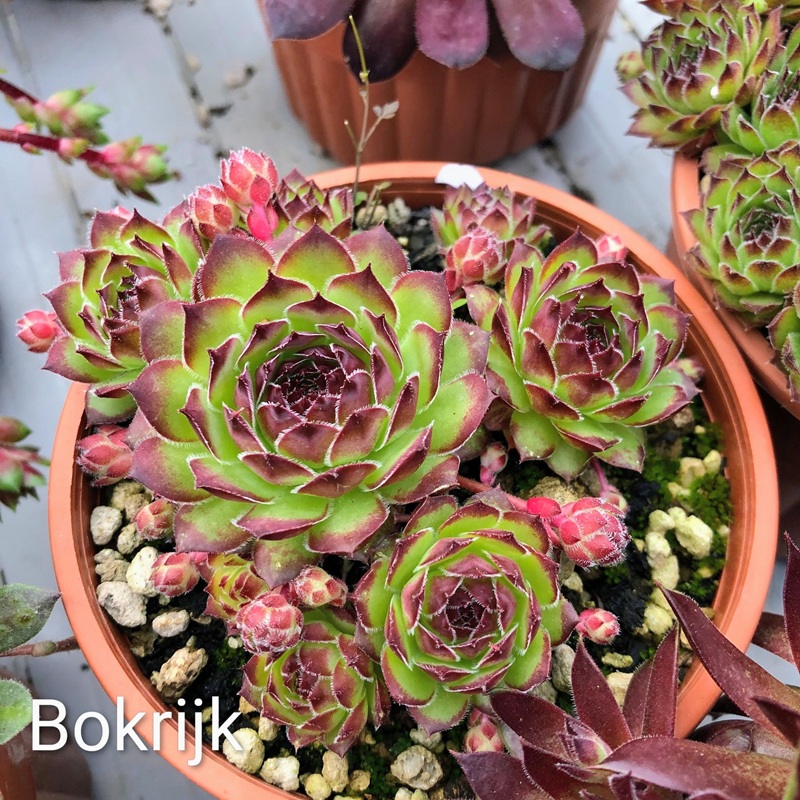 Bokrijk