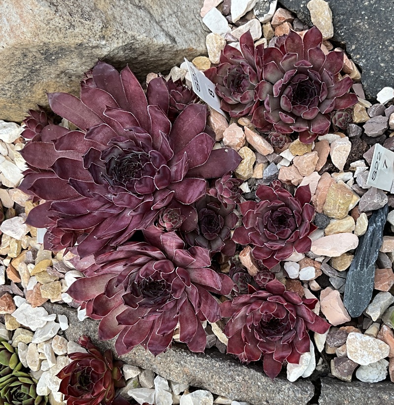 Connys Chrysantheme