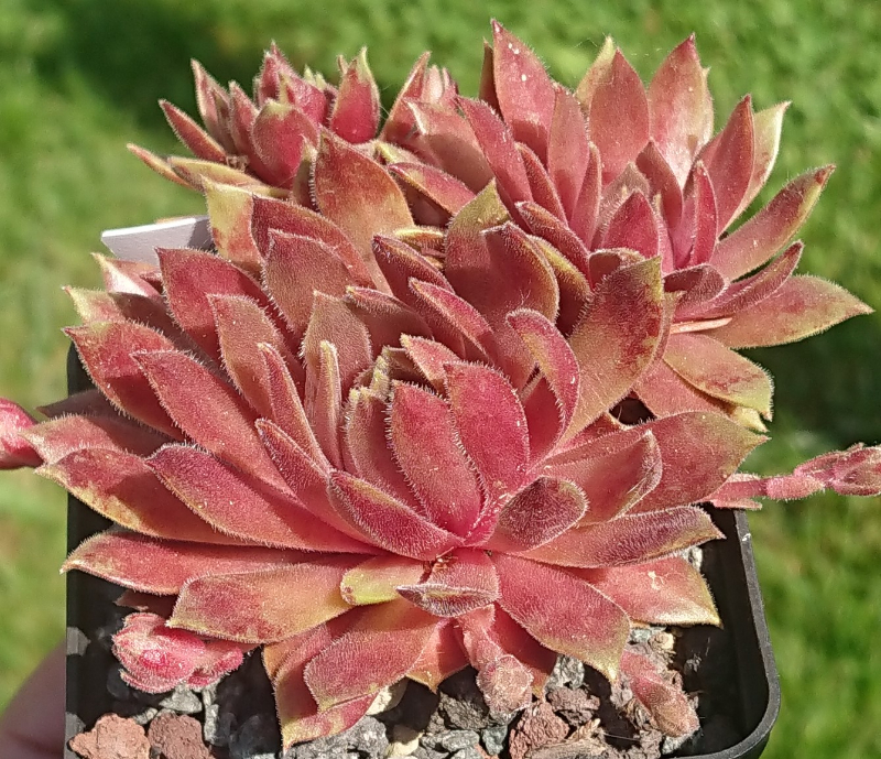 Passionata