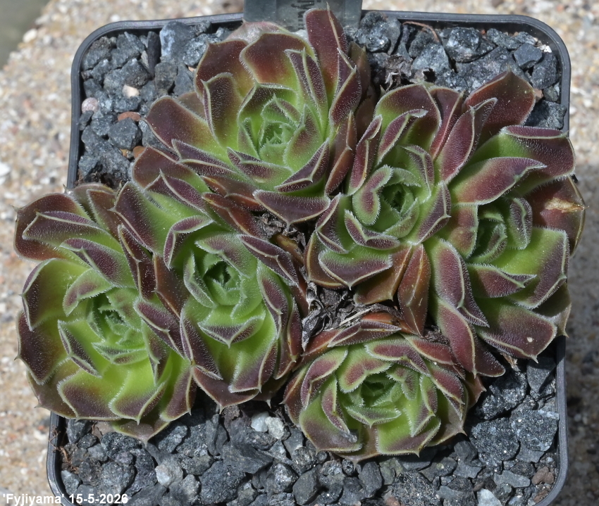 Fyjiyama / Jovi