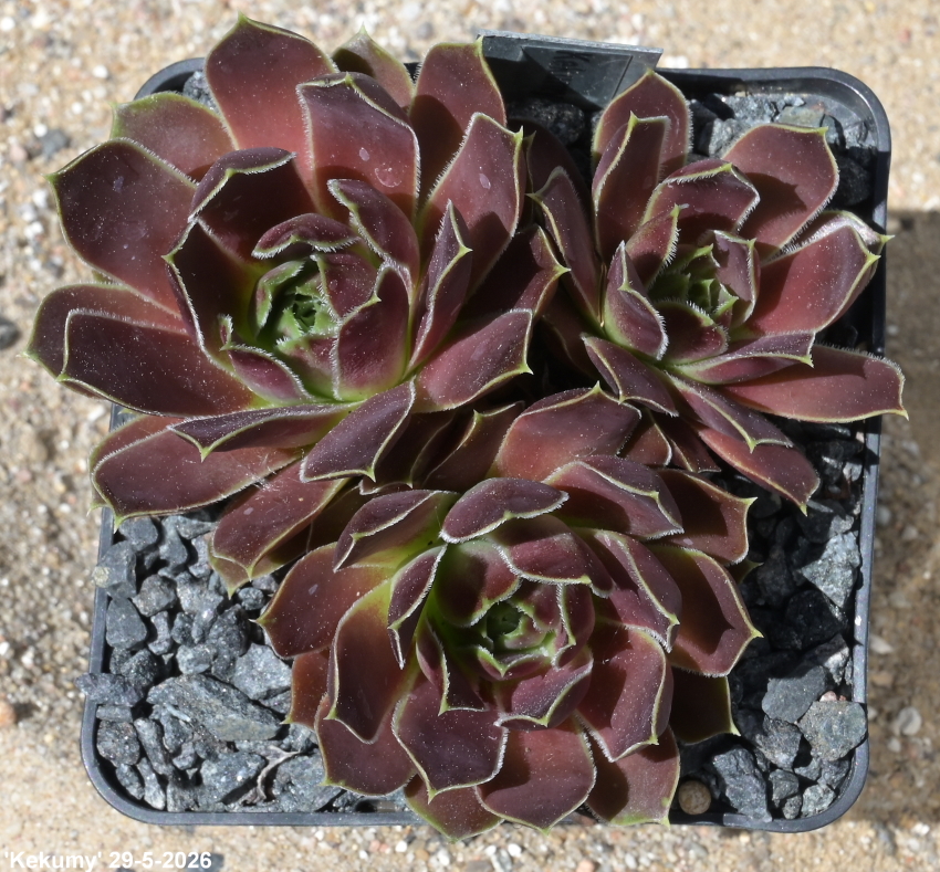 Kekumy / Jovi