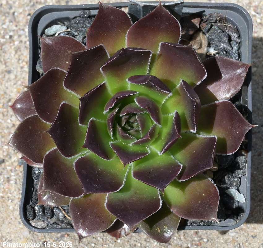 Pinatombito / Jovi