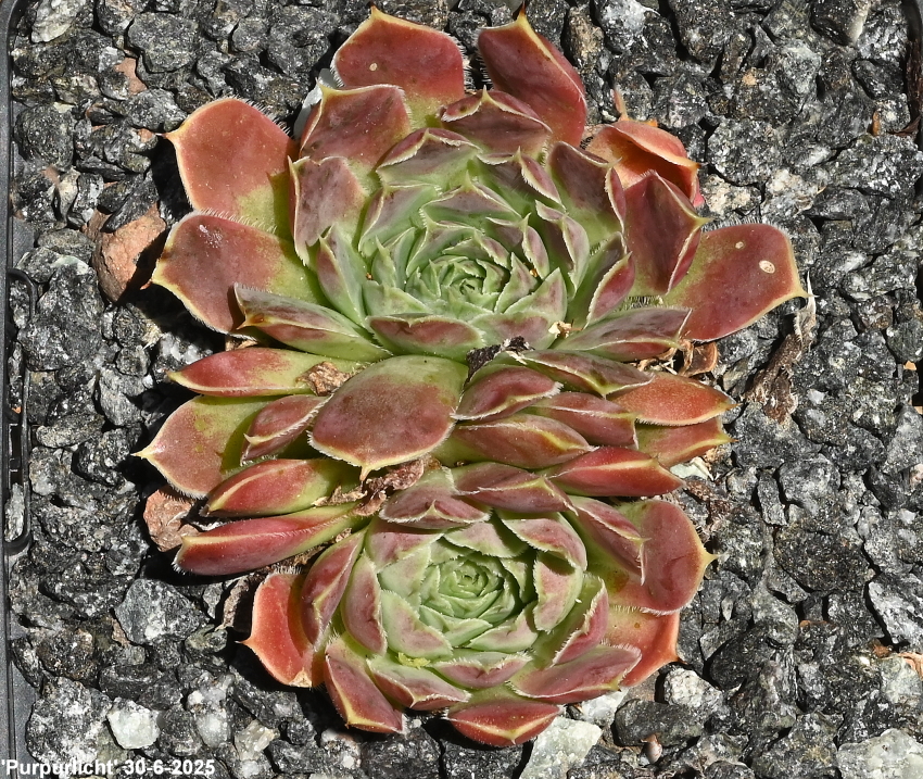 Purpurlicht / Jovi