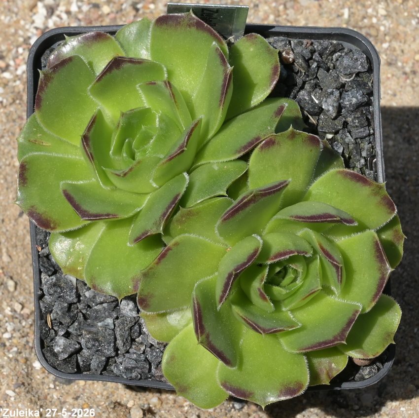 Zuleika / Jovi