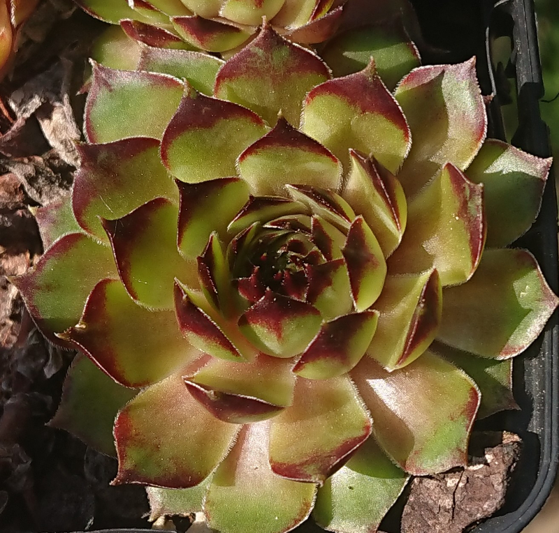 Sunray Pickwick