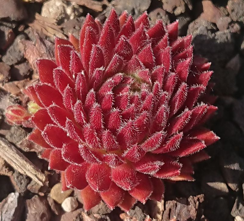 Sweet Litschi
