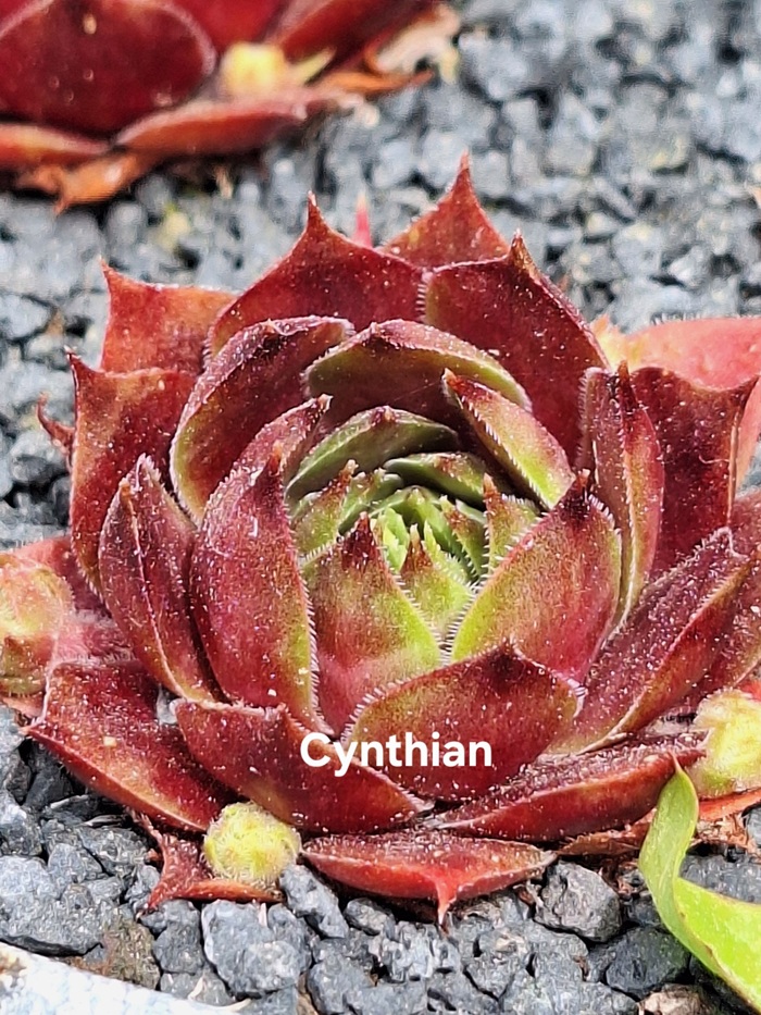 Cynthian