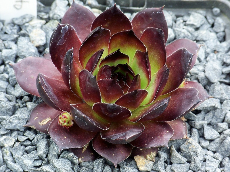 Mephisto