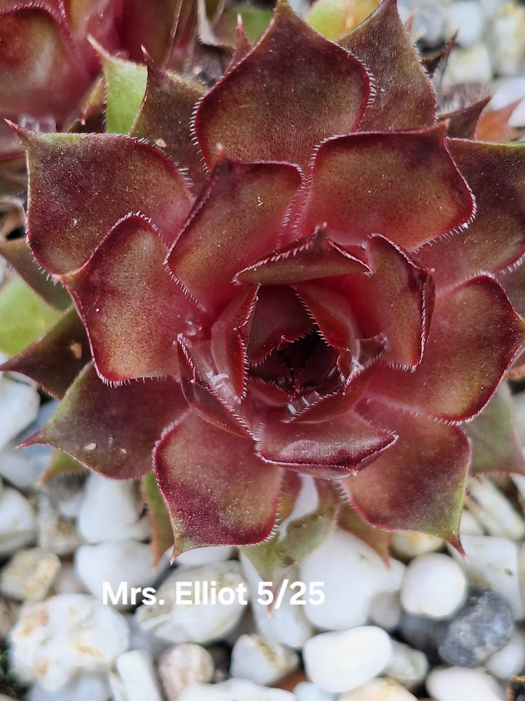 Mrs. Elliot