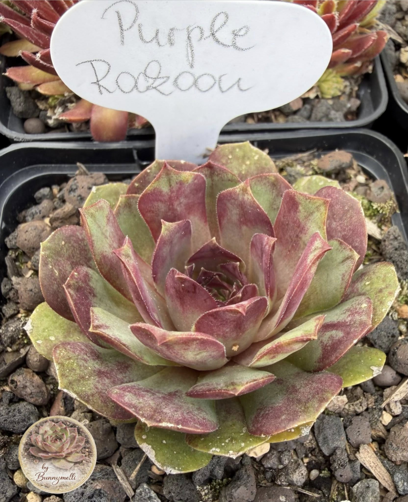 Purple Rockoon