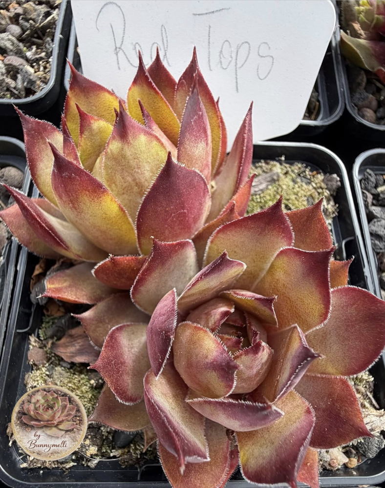 Red Tops