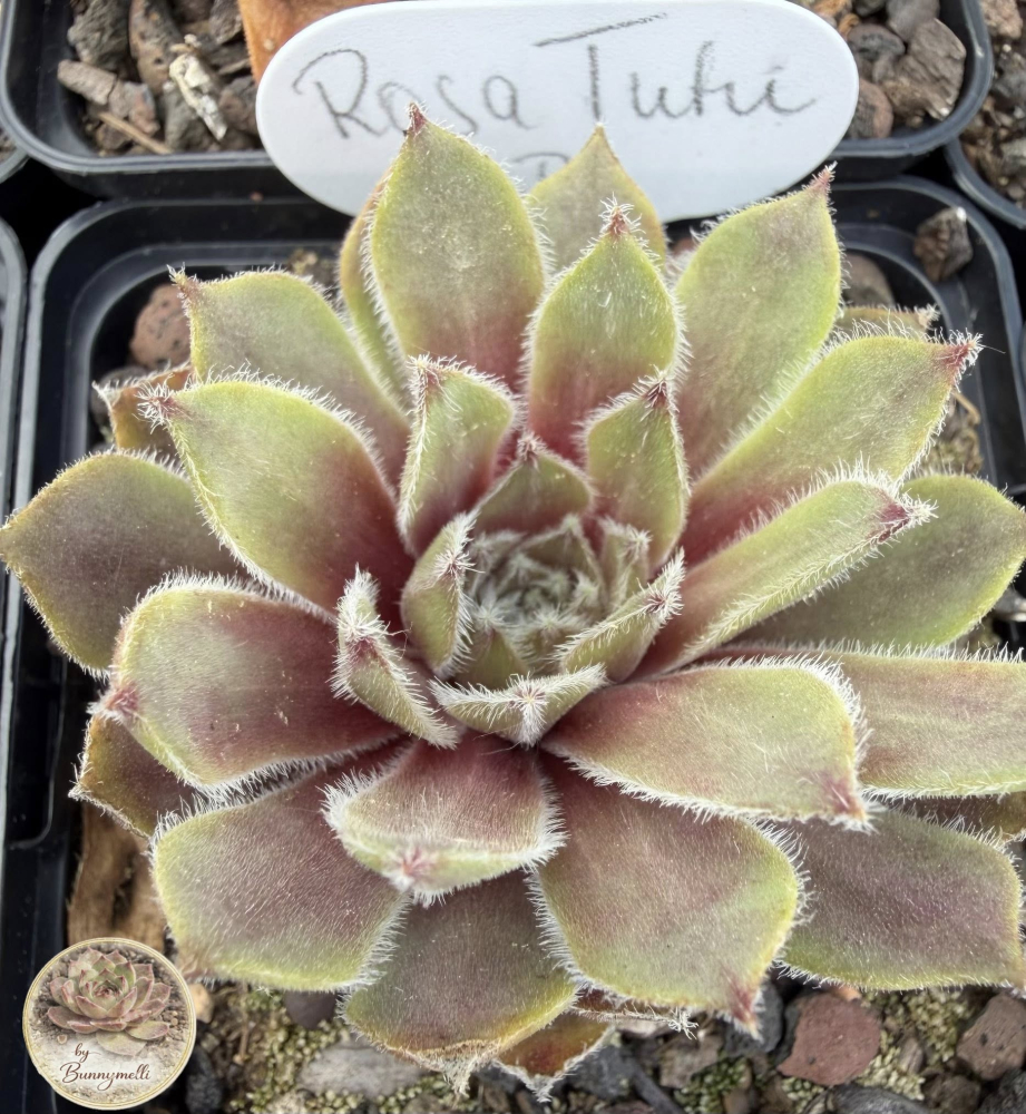 Rosa Tütü 