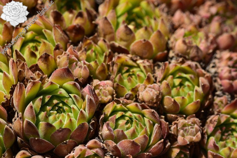 marmoreum ssp. reginae-amaliae from Koutsomitros, 2